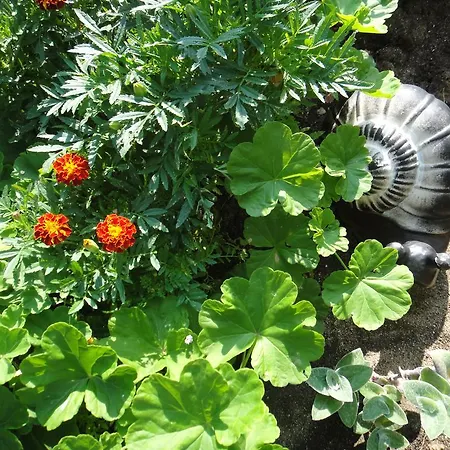 Guest Kotvаta Lozenets