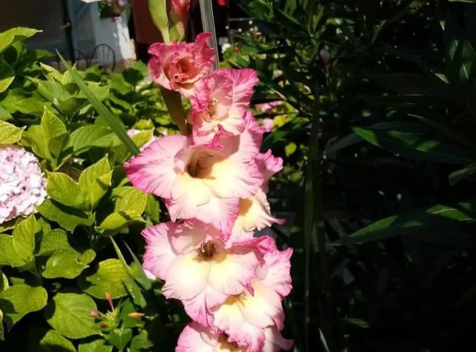 Guest Kotvаta 게스트하우스 2*